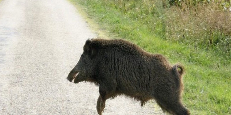 danni per cinghiale in strada